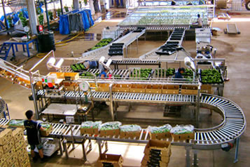 BÂTIMENTS ET ÉQUIPEMENTS DES STATIONS D’EMBALLAGE, banane