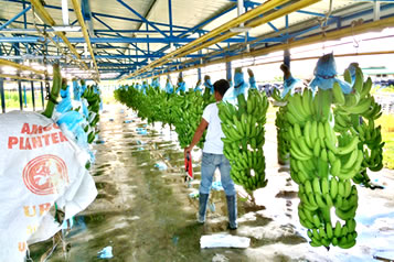 PATIOS DE STOCKAGE, Banane