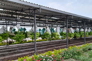 Patio de frutas, banano
