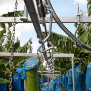 Transporte de fruta